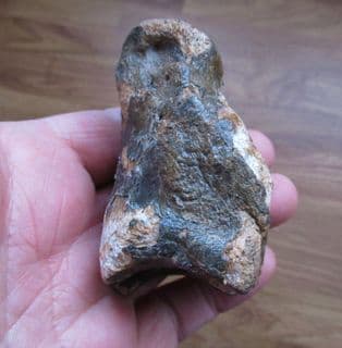 Bison priscus (Bojanus) toe bone
