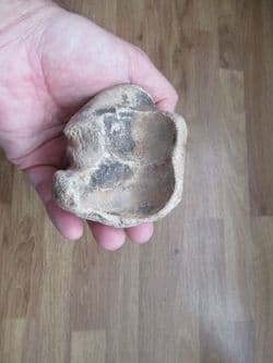 Bison priscus Foot bone