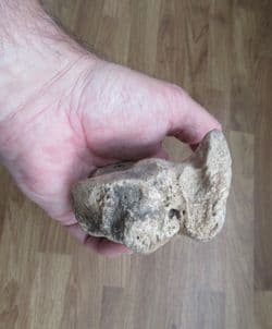 Bison priscus Foot bone