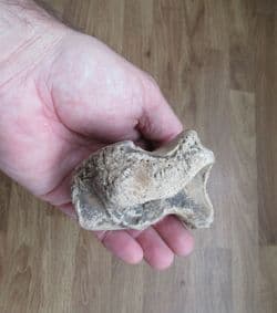 Bison priscus Foot bone