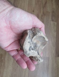 Bison priscus Foot bone