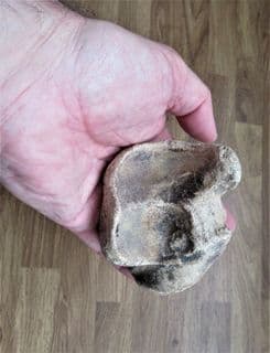 Bison priscus Foot bone