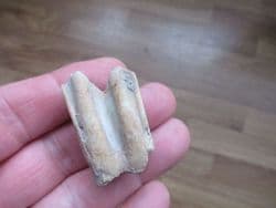 Bison taylori tooth