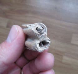 Bison taylori tooth