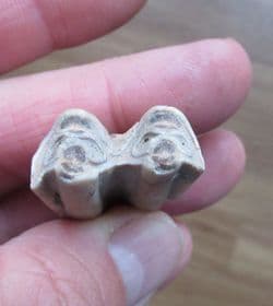 Bison taylori tooth