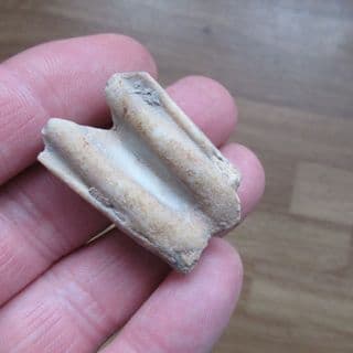 Bison taylori tooth