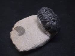 Boekops  skelcki