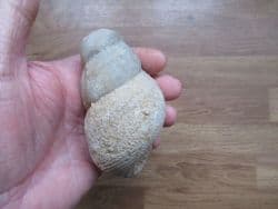 Bourguetia saemanni Giant gastropod