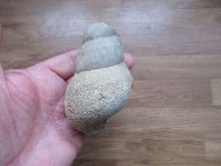 Bourguetia saemanni Giant gastropod