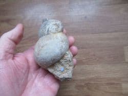 Bourguetia saemanni Giant gastropod