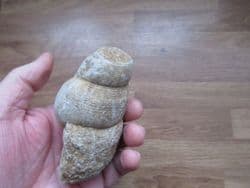 Bourguetia saemanni Giant gastropod