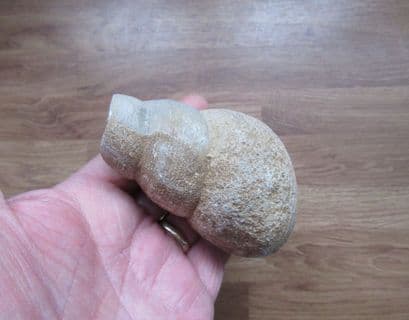 Bourguetia saemanni Giant gastropod