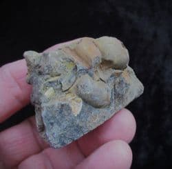 Brachiopods  from Shanklin foreshore