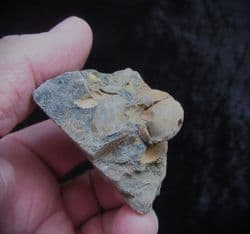 Brachiopods  from Shanklin foreshore