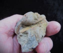 Brachiopods  from Shanklin foreshore