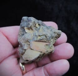 Brachiopods  from Shanklin foreshore
