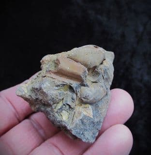 Brachiopods  from Shanklin foreshore