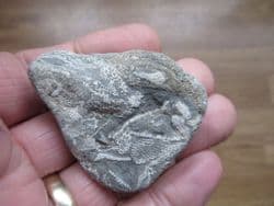Bryozoan from France