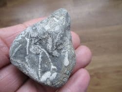 Bryozoan from France