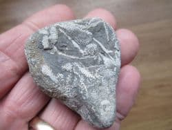 Bryozoan from France