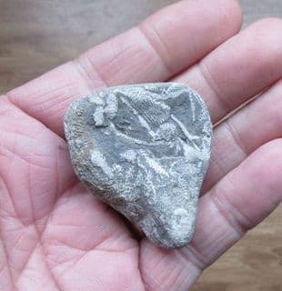 Bryozoan from France