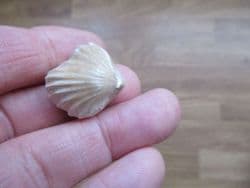 Burmrhynchia  (Isjuminella)  decorata