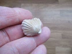 Burmrhynchia  (Isjuminella)  decorata