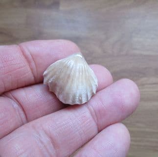 Burmrhynchia (Isjuminella) decorata