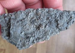 Busy sea floor deposit