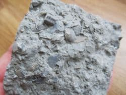 Busy sea floor deposit