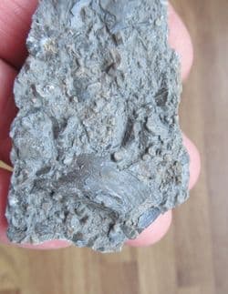 Busy sea floor deposit
