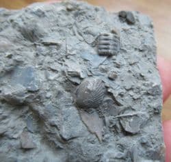 Busy sea floor deposit