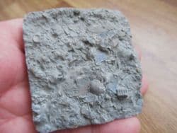 Busy sea floor deposit