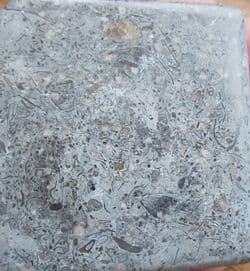 Busy sea floor deposit