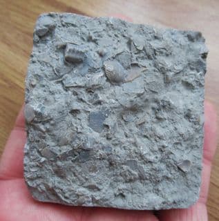 Busy sea floor deposit