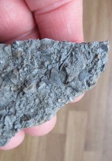 Busy sea floor deposit