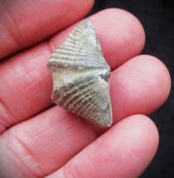 Butterfly brachiopod Mucrospirifer  thedfordensis
