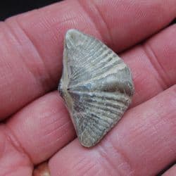 Butterfly brachiopod Mucrospirifer  thedfordensis
