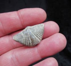 Butterfly brachiopod Mucrospirifer  thedfordensis