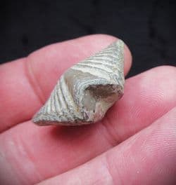 Butterfly brachiopod Mucrospirifer  thedfordensis