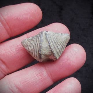 Butterfly brachiopod Mucrospirifer  thedfordensis