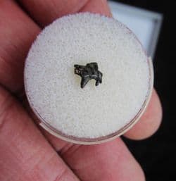 Cacops Amphibian jaw