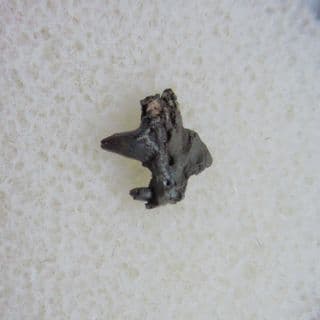 Cacops Amphibian jaw