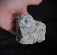 Cadoceras cf. durum and Kosmoceras