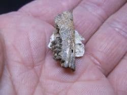 Cainotherium  hare like mammal jaw section