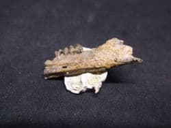 Cainotherium  hare like mammal jaw section