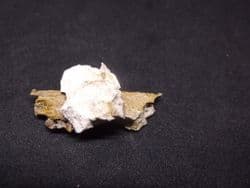 Cainotherium  hare like mammal jaw section