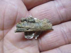 Cainotherium  hare like mammal jaw section