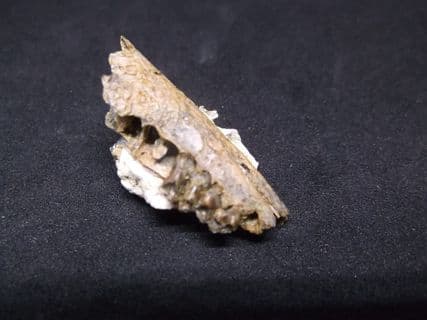 Cainotherium  hare like mammal jaw section