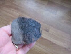 Calamites from Wigan